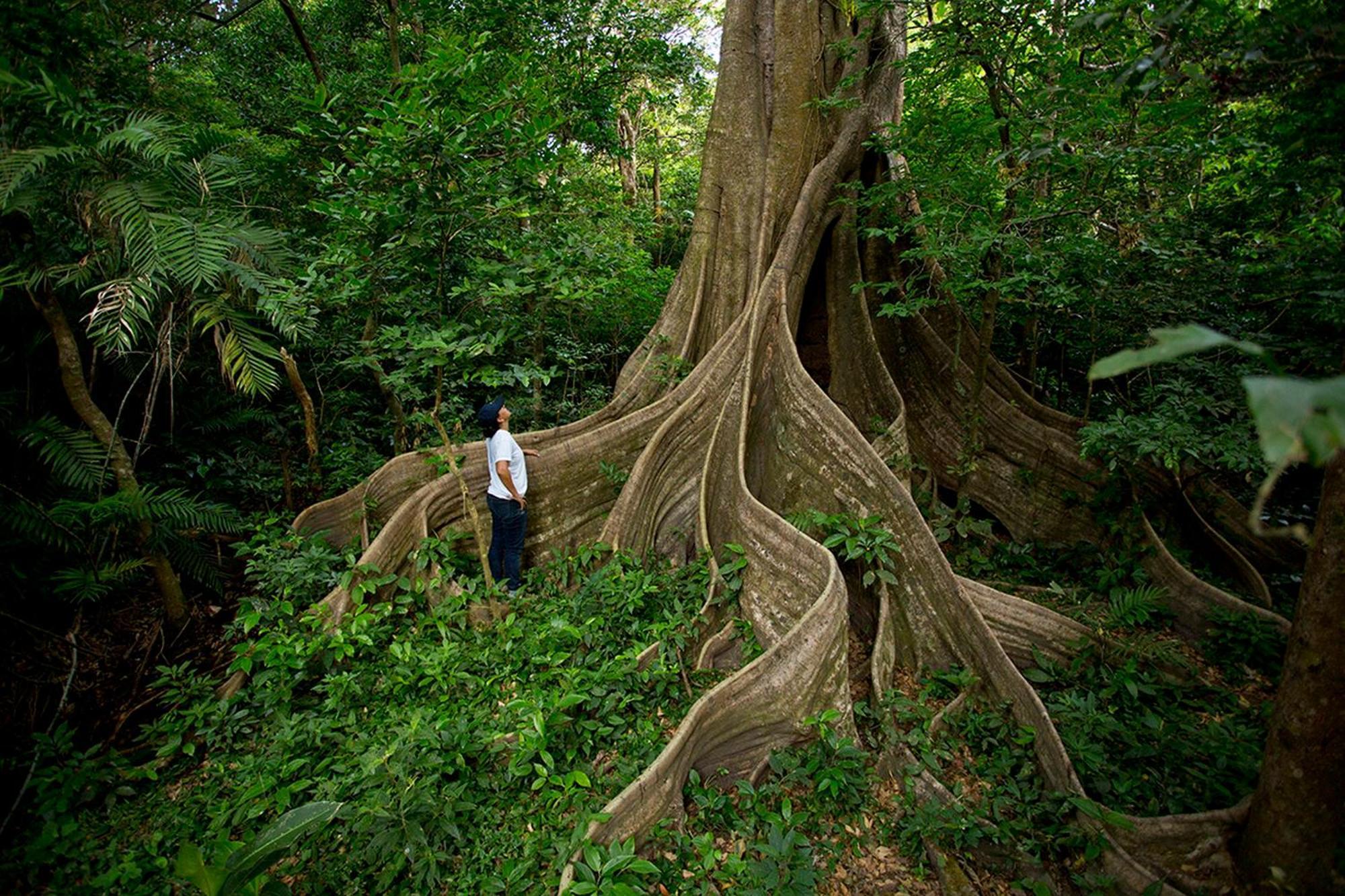 Buena Vista Del Rincon Eco Adventure Park Hotel & Spa Liberia Exteriör bild
